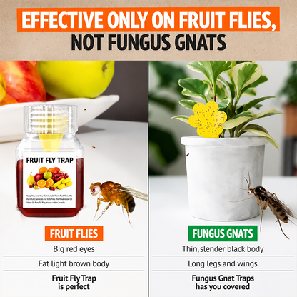 Ultra-Strong Fruit Fly Trap - User Friendly (Up to 3 Weeks per Bottle)