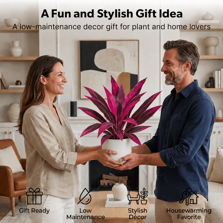 🎁Artificial Boston Fern & Dragon's Blood Tree Plants