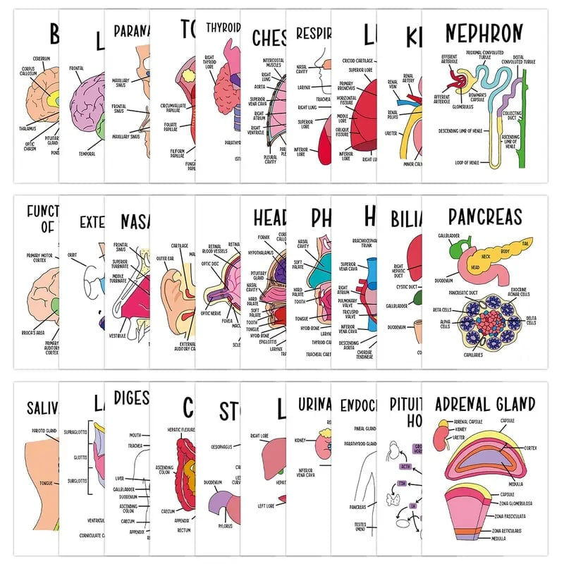 🧠30 Pcs Human Anatomy Flash Cards – Study Guide for Medical and Nursing Staff🫁